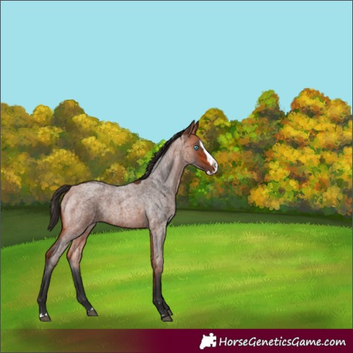 Horse Color:Bay Roan Splash 