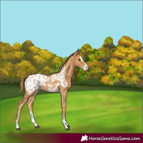 Horse Color:Chestnut Splash Appaloosa