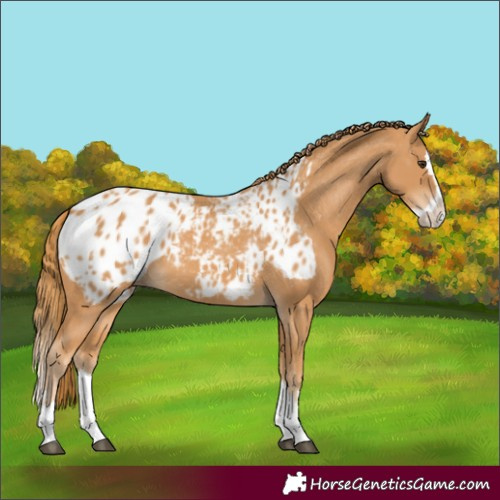 Horse Color:Chestnut Splash Blanket