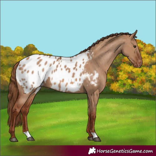 Horse Color:Red Dun Blanket 
