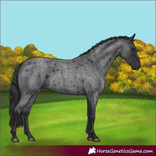 Horse Color:Blue Roan 