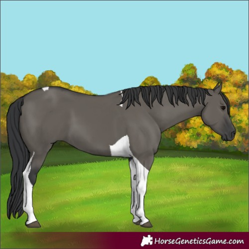 Horse Color:Grullo Tobiano