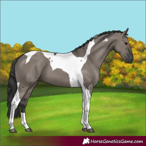 Horse Color:Grullo Tobiano