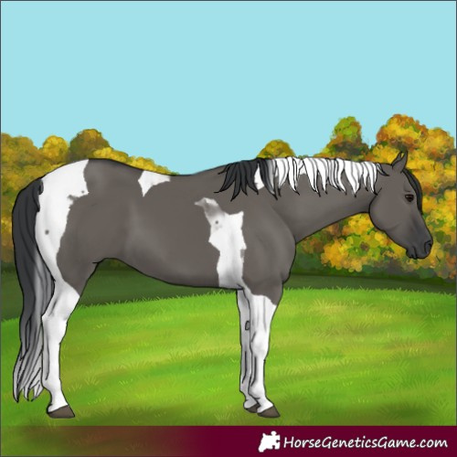 Horse Color:Grullo Tobiano