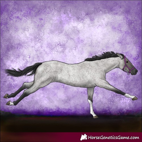 Horse Color:Grullo Roan Tobiano 