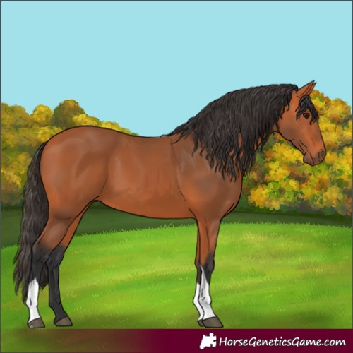 Horse Color:Bay Tobiano Rabicano 