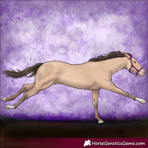 Horse Color:Amber Champagne 