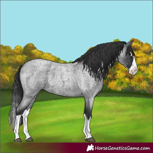 Horse Color:Blue Roan Splash