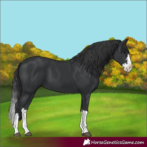 Horse Color:Black Splash 