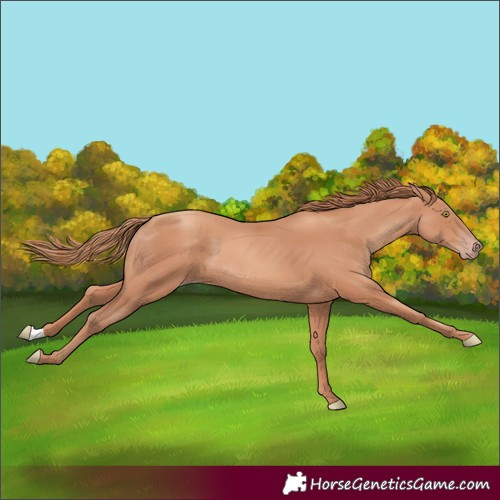 Horse Color:Gold Champagne 