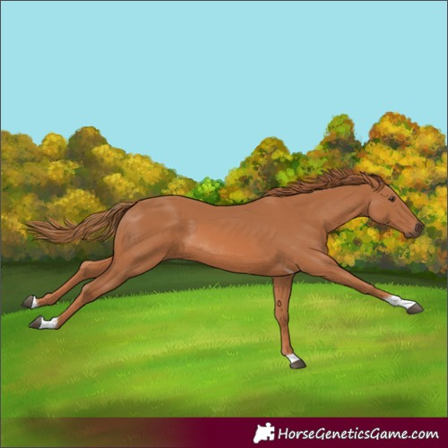 Horse Color:Chestnut Tobiano