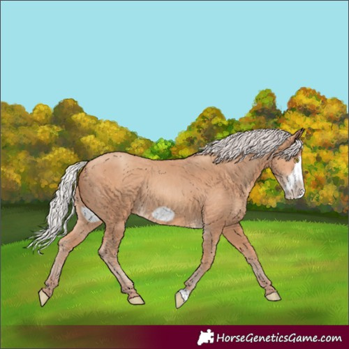 Horse Color:Silver Amber Champagne Frame