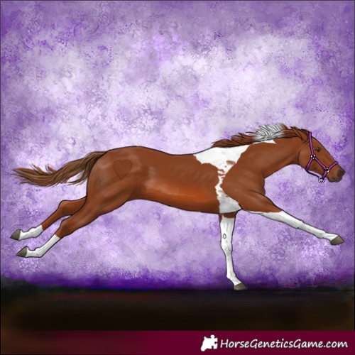 Horse Color:Chestnut Tobiano 