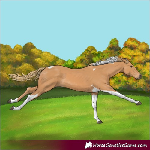 Horse Color:Chestnut Tobiano