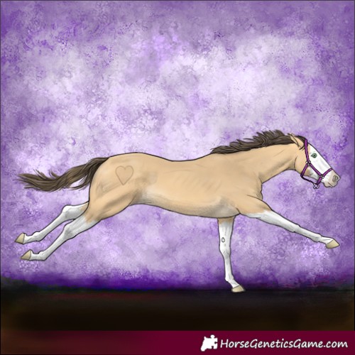 Horse Color:Amber Cream Champagne Splash