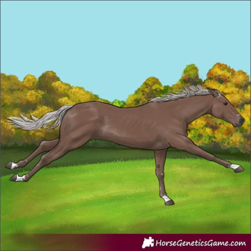 Horse Color:Silver Black 