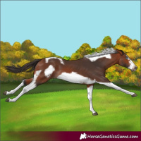 Horse Color:Bay Tobiano Frame