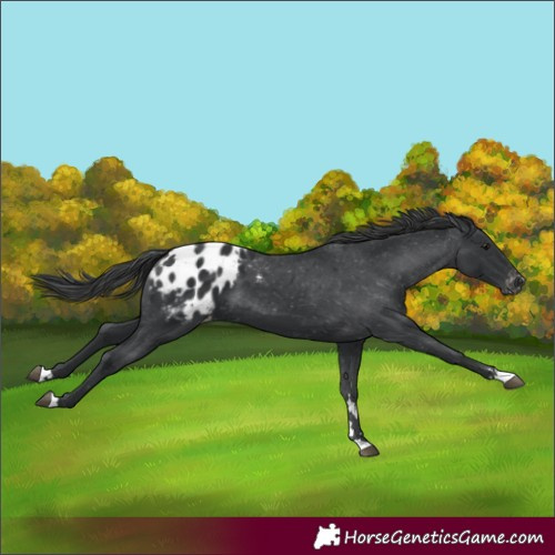 Horse Color:Black Appaloosa 