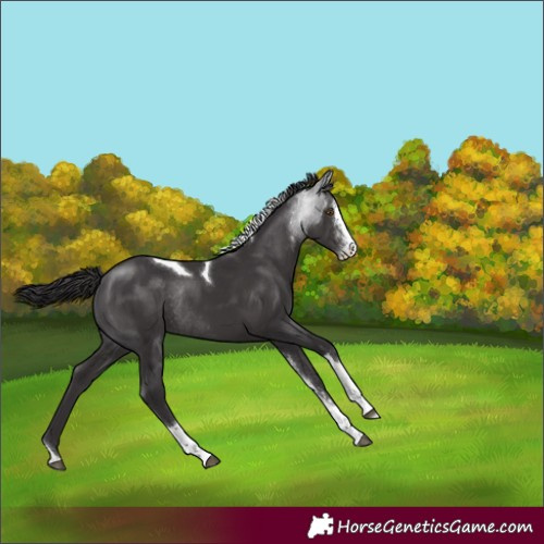 Horse Color:Smoky Black Sabino Tobiano Rabicano