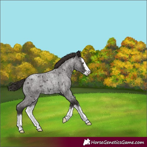 Horse Color:Liver Red Roan Splash
