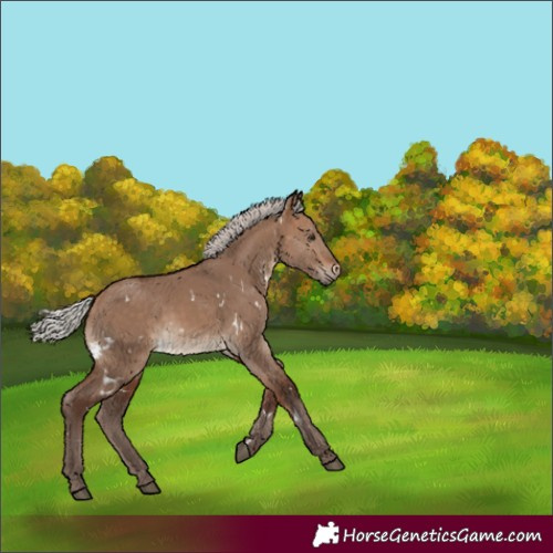 Horse Color:White Spotted Silver Bay Dun