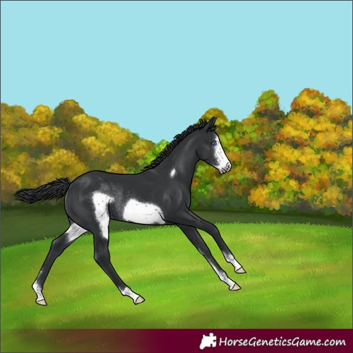 Horse Color:Black Sabino Frame Rabicano 