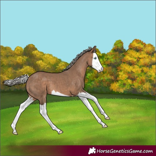 Horse Color:Silver Brown Dun Splash 