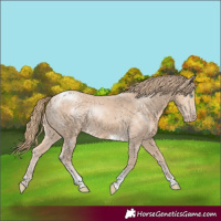 Horse Color:Perlino Sabino Tobiano