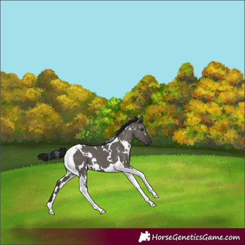 Horse Color:White Spotted Grullo Tobiano 