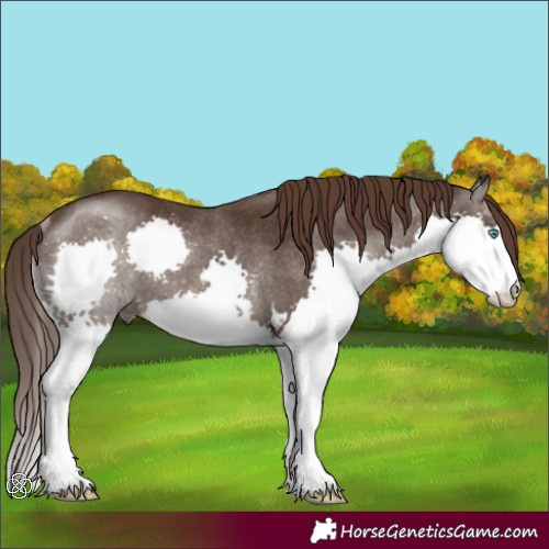 Horse Color:Liver Chestnut Splash Rabicano 
