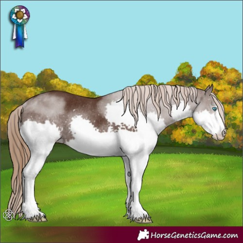 Horse Color:Liver Chestnut Splash Rabicano 