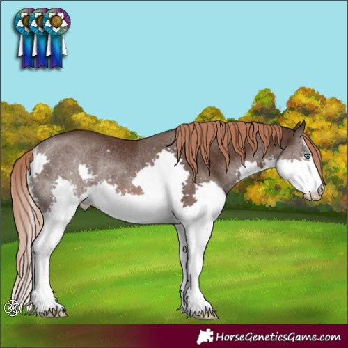 Horse Color:Liver Chestnut Splash Rabicano 