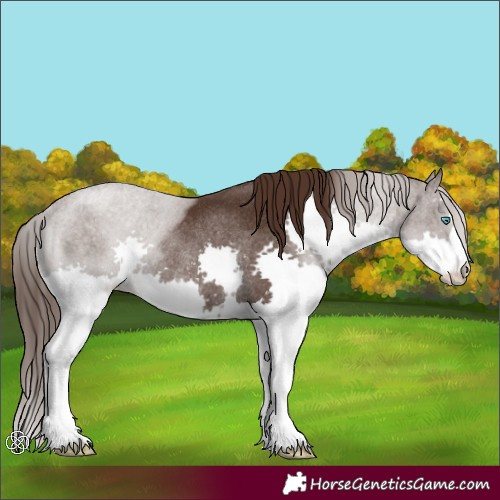 Horse Color:Liver Chestnut Splash Rabicano 