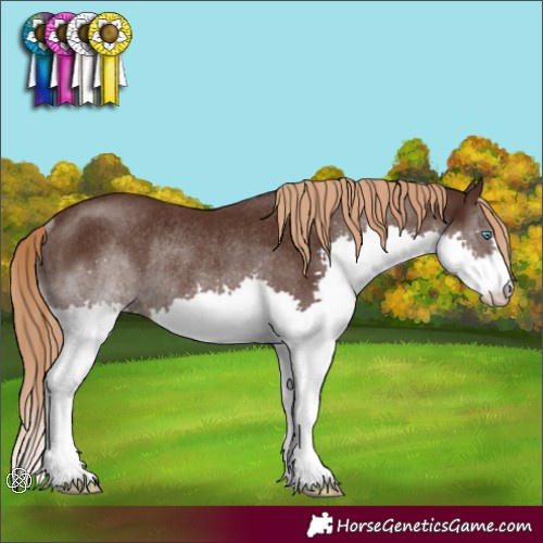 Horse Color:Liver Chestnut Splash Rabicano
