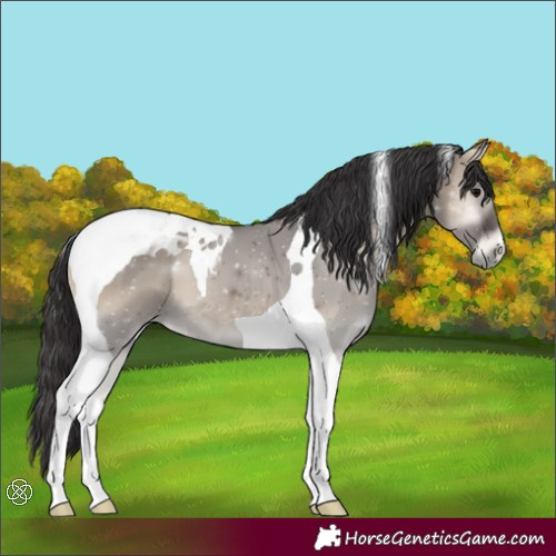 Horse Color:Smoky Grullo Onyx Tobiano