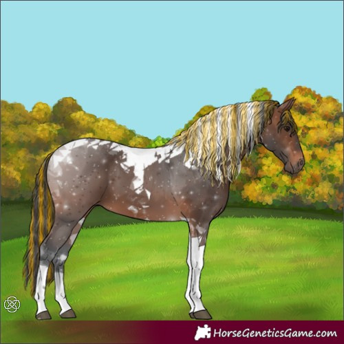 Horse Color:Painted Brown Tobiano