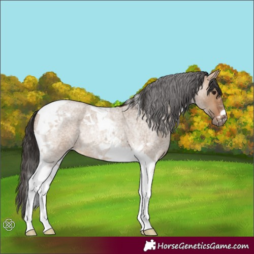 Horse Color:Bay Roan Dun Tobiano