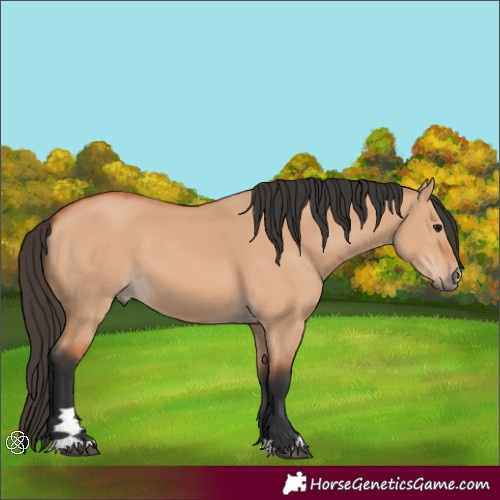 Horse Color:Bay Dun