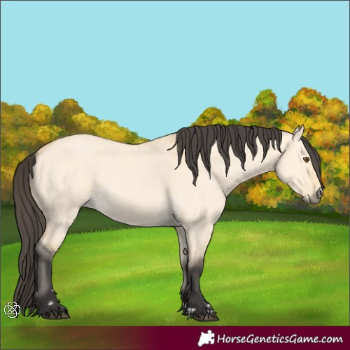 Horse Color:Buckskin Dun