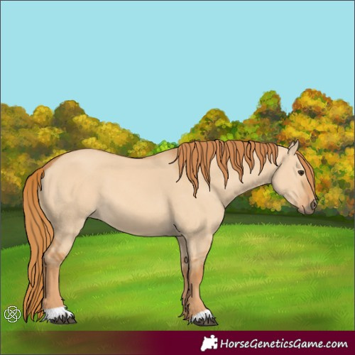 Horse Color:Red Dun
