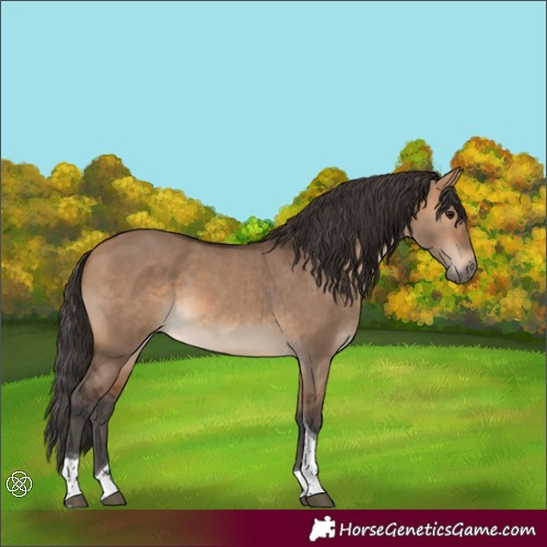 Horse Color:Bay Dun Tobiano 