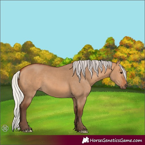 Horse Color:Silver Bay Dun 