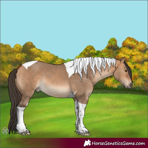 Horse Color:Bay Dun Tobiano 