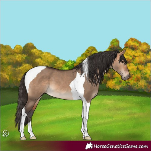 Horse Color:Bay Dun Tobiano 