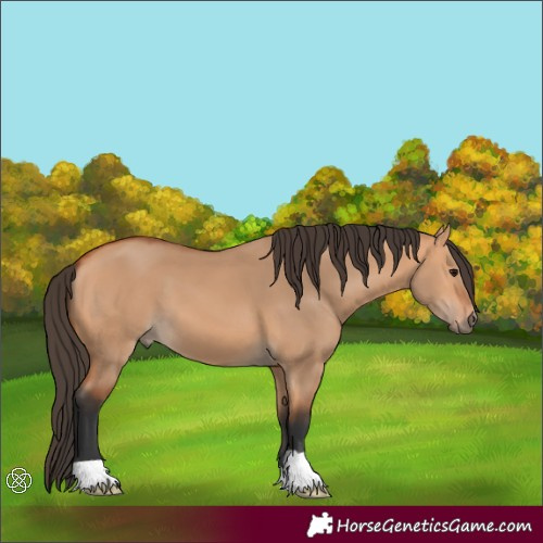 Horse Color:Bay Dun 