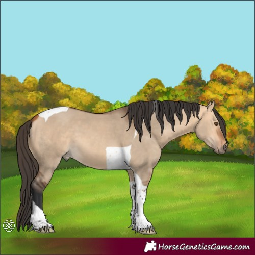 Horse Color:Bay Dun Tobiano 