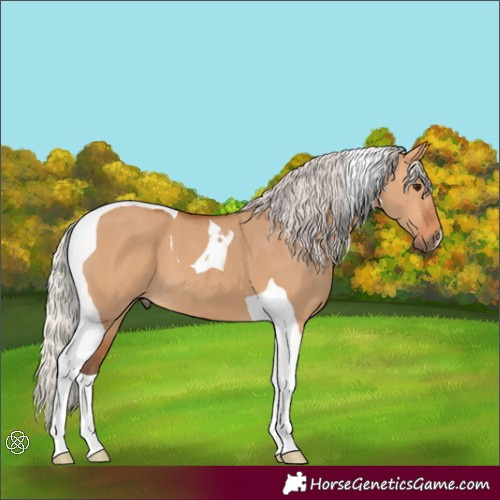 Horse Color:Silver Bay Dun Tobiano 