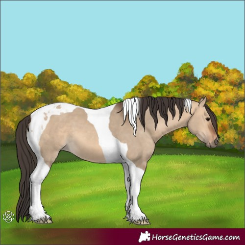 Horse Color:Bay Dun Tobiano