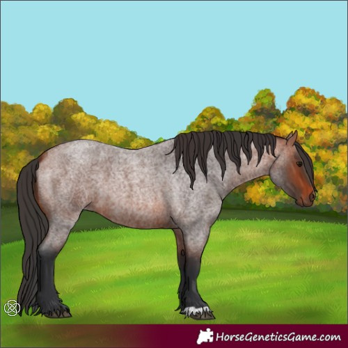 Horse Color:Bay Roan 