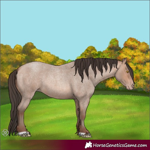 Horse Color:Amber Champagne Roan 